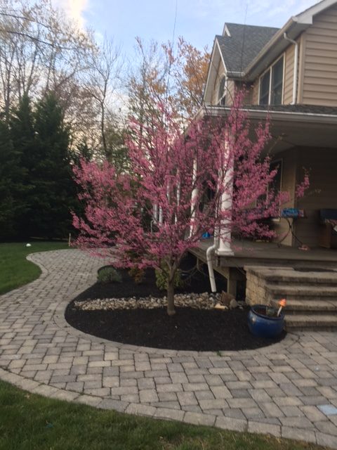 Garden outside the house